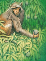 The-Monkey-and-the-Mango-Tree