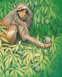 Monkey-Mango-Tree